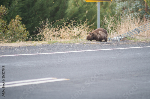Quadro em tela Wombat grazing by the side of the road