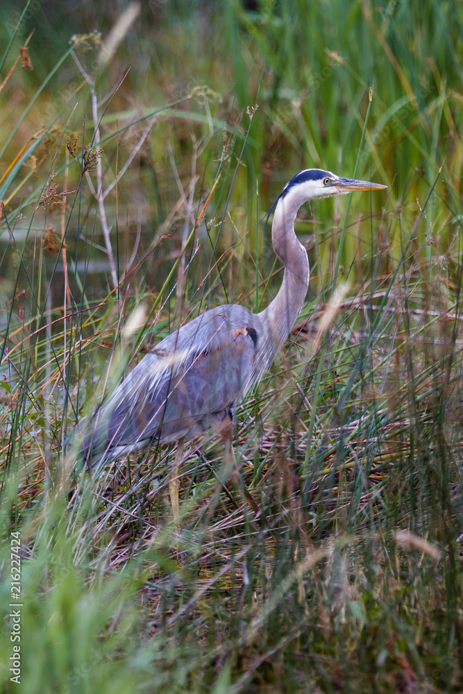 Naklejka premium Great Blue Heron 3