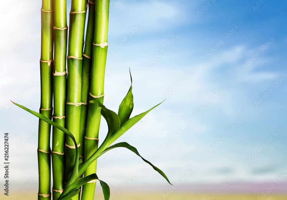 Fototapeta premium Many bamboo stalks on background