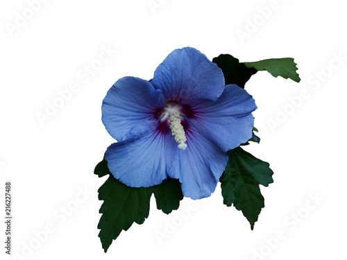 Single Blue Satin Rose Mallow Bloom Isolated