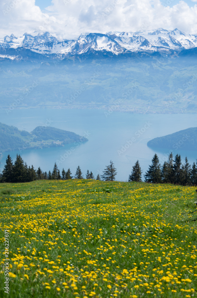 View from mount rigi of lake lucerne, the local flora and surrounding mountain ranges in switzerland.