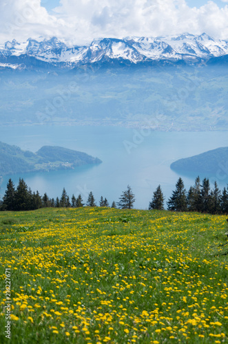 View from mount rigi of lake lucerne  the local flora and surrounding mountain ranges in switzerland.