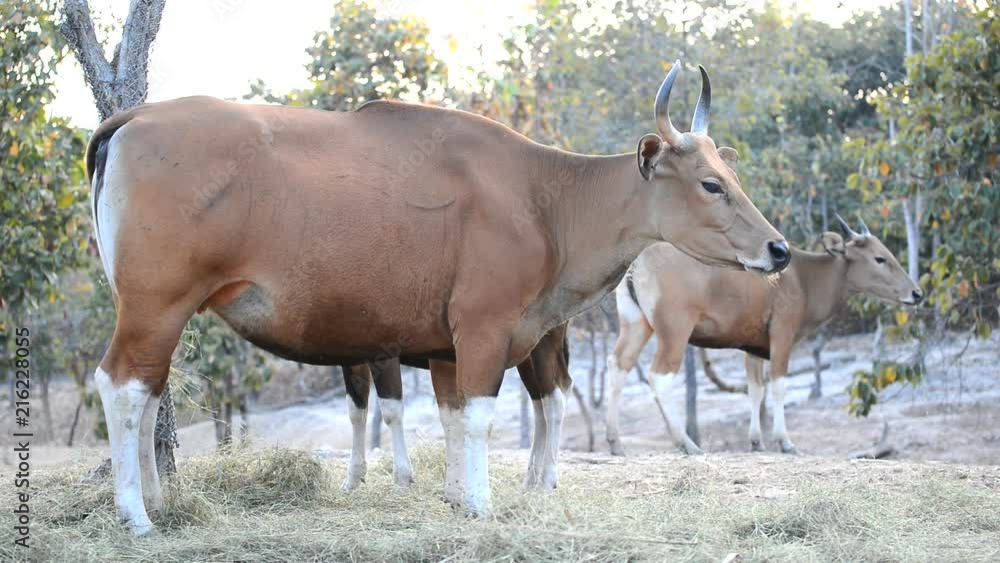 banteng eatting grass banteng eatting grass