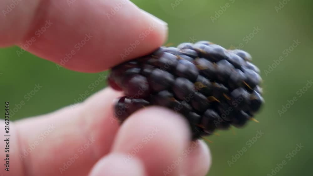 Extreme closeup of a ripe blackberry being studied by a hand, moves out of shot no doubt to be eaten. Summer, countryside Extreme closeup of a ripe blackberry being studied by a hand, moves out of shot no doubt to be eaten. Summer, countryside