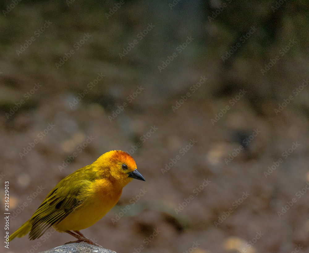 Bright Yellow, Orange, and Green Plumage on a Taveta Weaver Bird on a Rock Bright Yellow, Orange, and Green Plumage on a Taveta Weaver Bird on a Rock