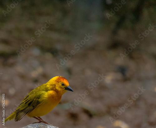 Bright Yellow, Orange, and Green Plumage on a Taveta Weaver Bird on a Rock © dan