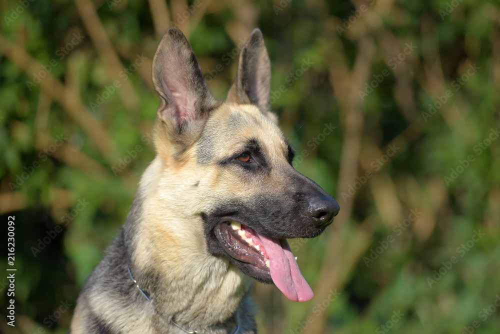 European sheepdog online