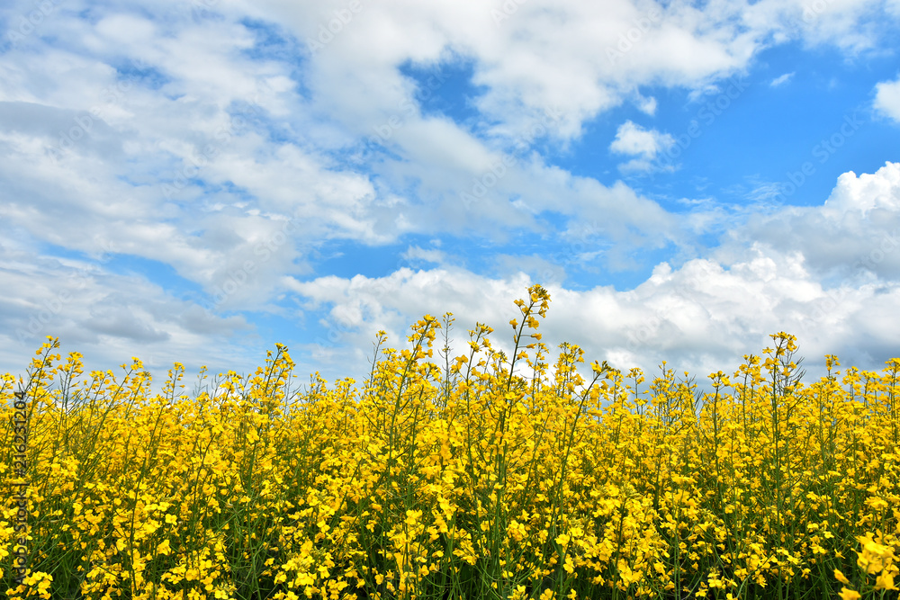 Canola Plant Close Up Canola Plant Close Up