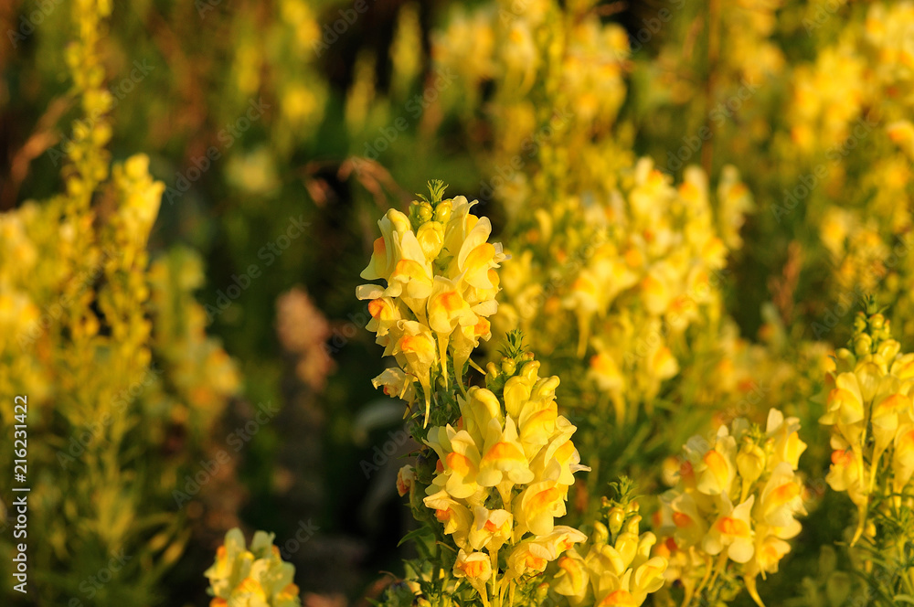 yellow dragon flowers in meadow yellow dragon flowers in meadow