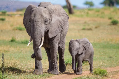 Fototapeta na wymiar Elefante con cucciolo nella savana del Serengeti in Tanzania