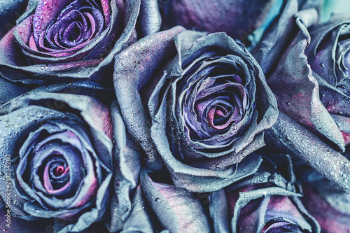 Macro photography of purple - neon roses with raindrops. Fantasy and magic concept. Selective focus.