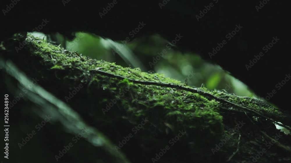 Huilo Huilo forest in the rain detail, Chile Huilo Huilo forest in the rain detail, Chile
