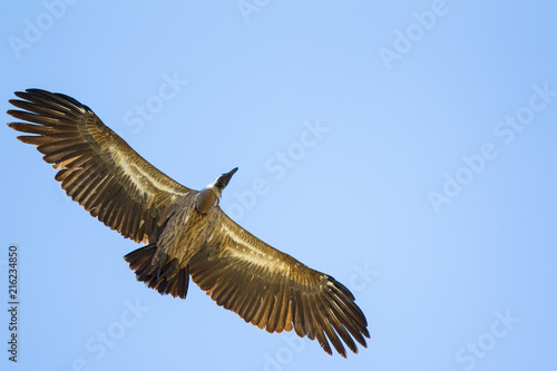avvoltoio africano in volo