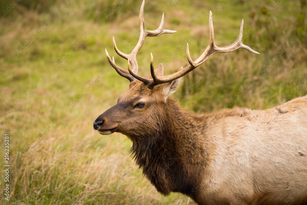 Young Tule Elk Buck (Cervus Canadensis) Relaxing In Fall at Tomales Point, Point Reyes National Seashore Young Tule Elk Buck (Cervus Canadensis) Relaxing In Fall at Tomales Point, Point Reyes National Seashore