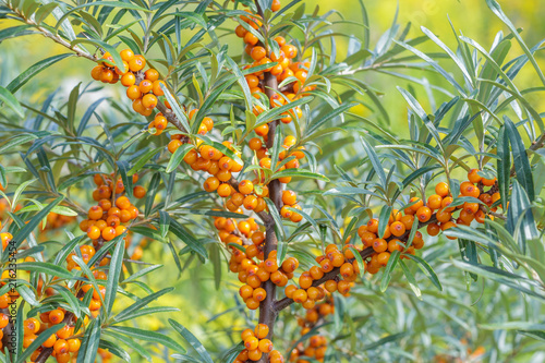 Sea-buckthorn berries