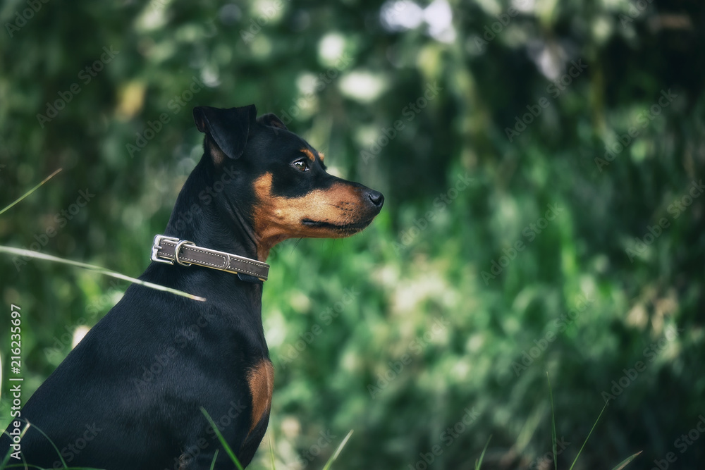 Hund sitzt vor Sträuchern im Wald im Sommer bei Sonnenschein mit grünem Hintergrund Hund sitzt vor Sträuchern im Wald im Sommer bei Sonnenschein mit grünem Hintergrund