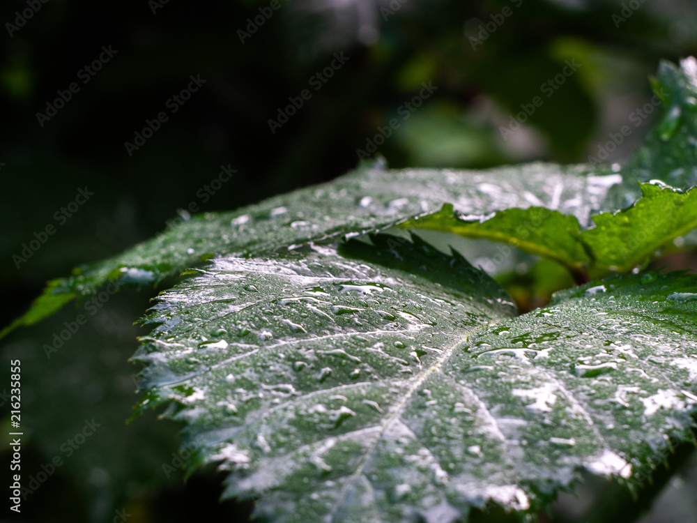 Green leaves with drops of dew. Green background. Green leaves with drops of dew. Green background.