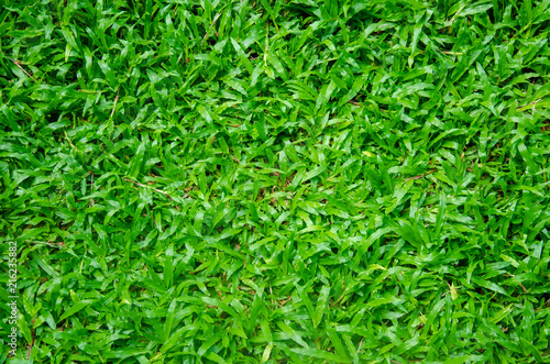 nature green leaf