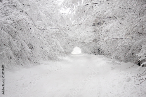 Heavy Snow tunnel through the snowy forest road