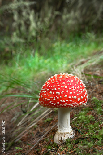 Amanita muscaria spotted mushroom