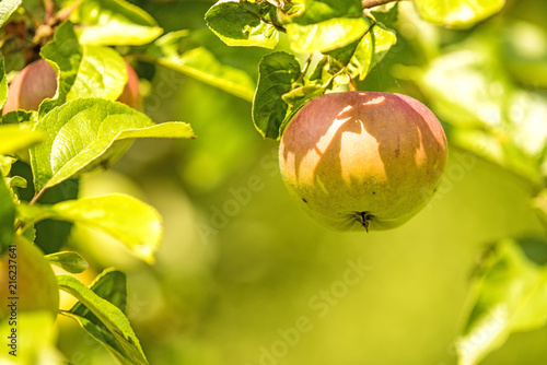 apples on a tree in summertime