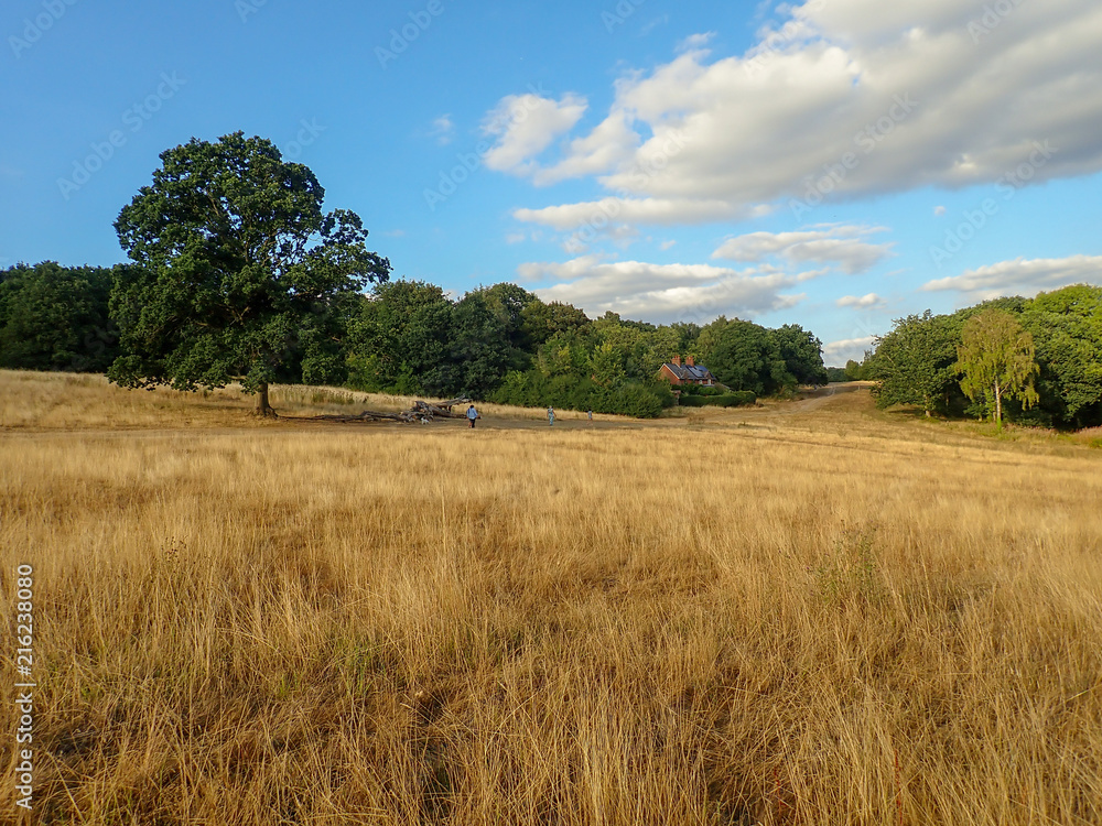 View across Chorleywood Common