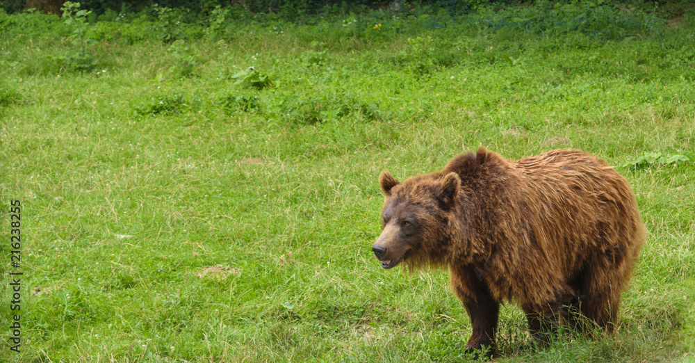One small brown bear (Ursus Arctos) with green background and copy space One small brown bear (Ursus Arctos) with green background and copy space