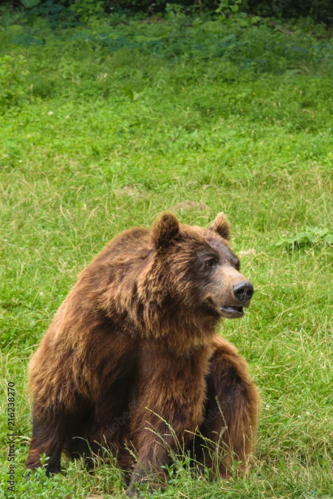 One small brown bear (Ursus Arctos) with green background and copy space