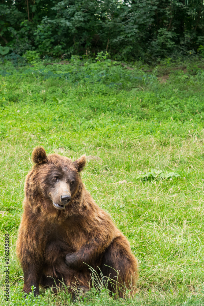 Obraz premium One small brown bear (Ursus Arctos) with green background and copy space