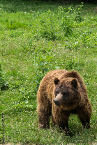 One small brown bear (Ursus Arctos) with green background and copy space