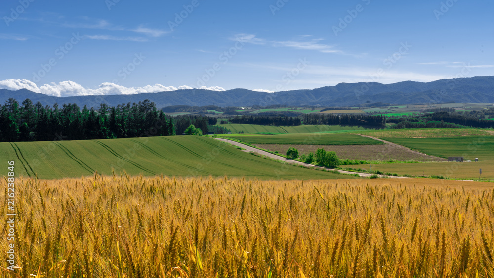 Golden rice fiel in foreground with pattern green rice farm in background of Biei