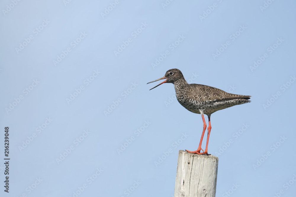 Common redshankank Common redshankank