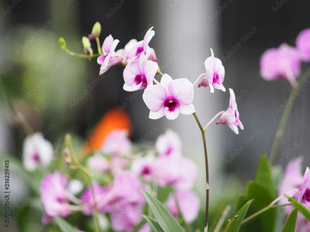 Purple Orchid Purple Orchid