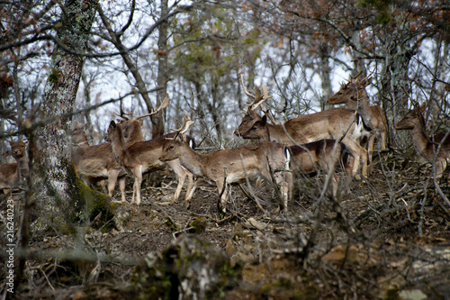 Fototapeta Naklejka Na Ścianę i Meble -  Roe Deers