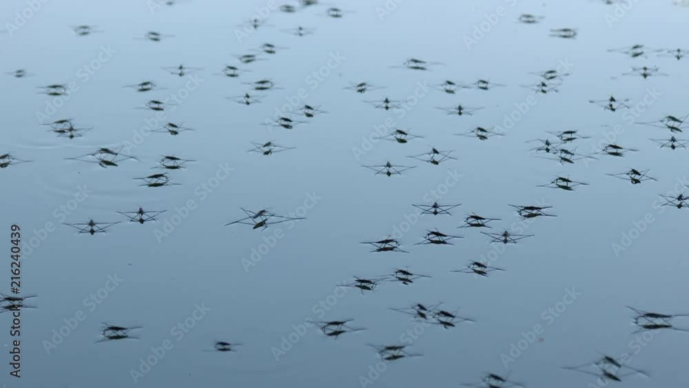 Many skaters on the water. This insect is easily glides over the surface of the water