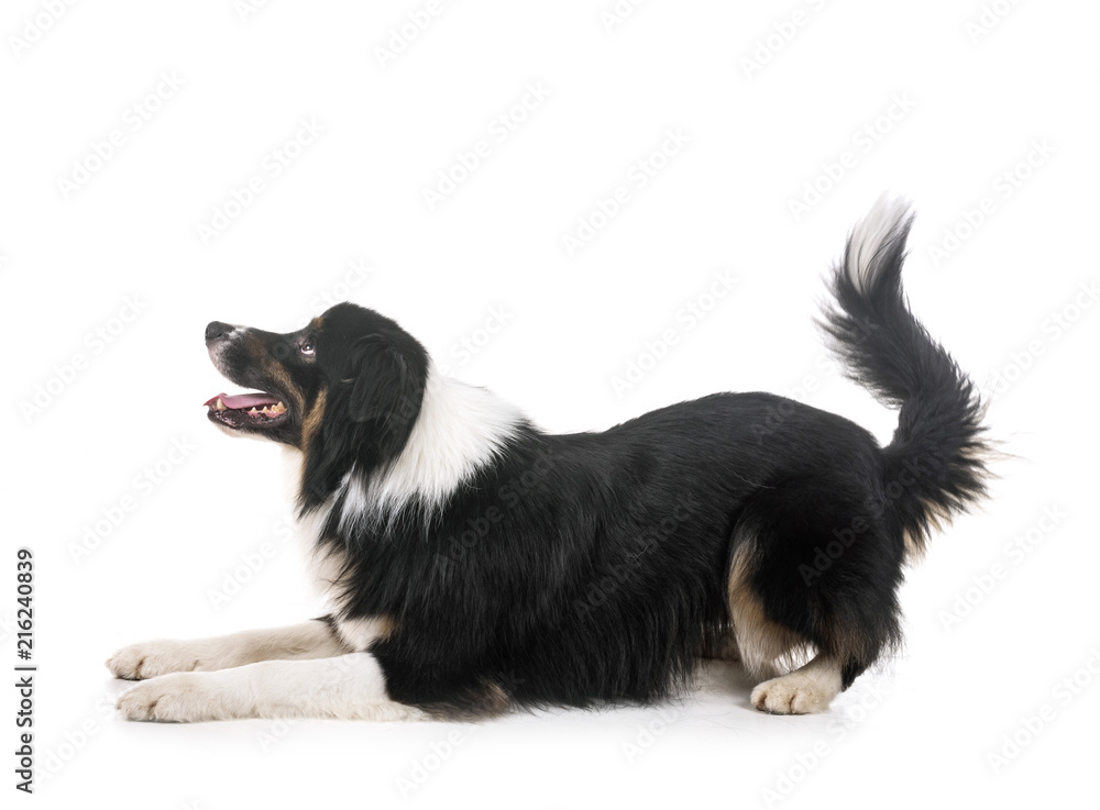 Fototapeta premium australian shepherd in studio
