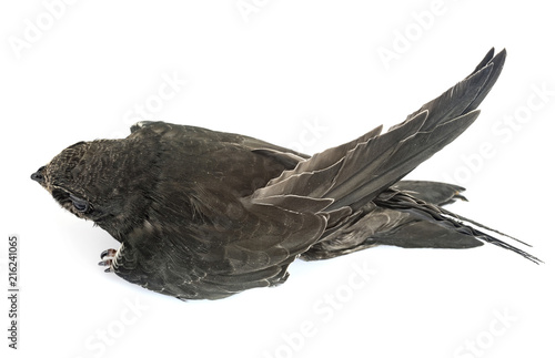 young Common swift
