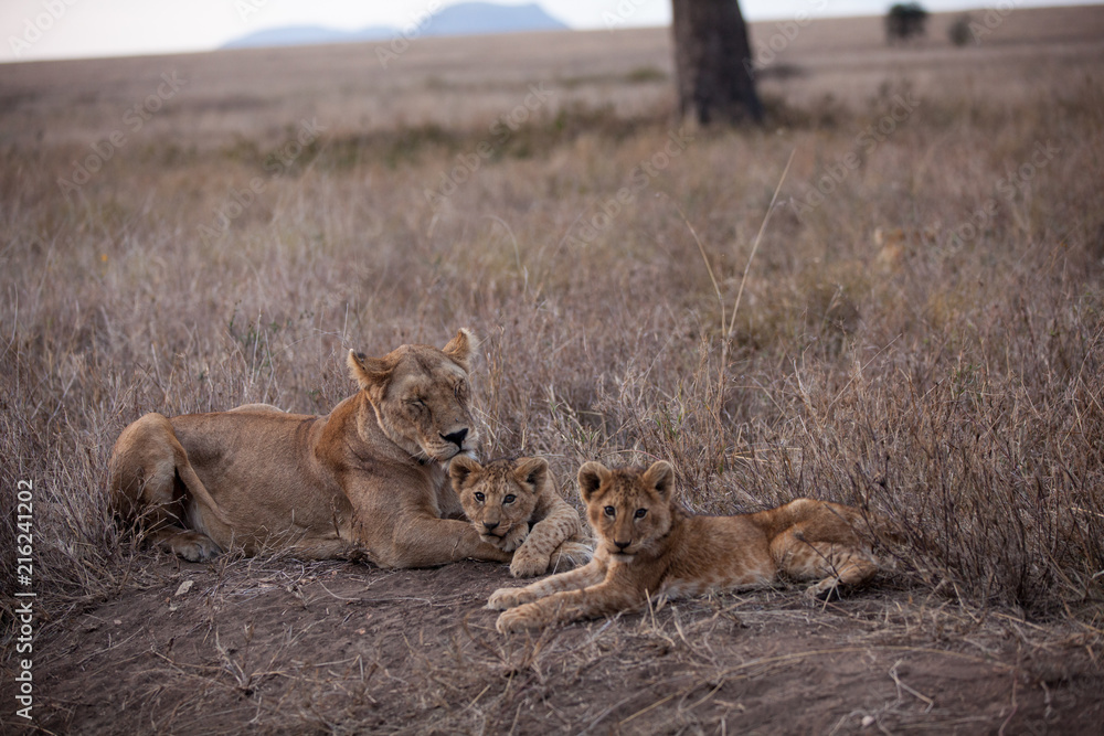 Cuccioli di leone leoncini nel parco nazionale del Serengeti in Tanzania Cuccioli di leone leoncini nel parco nazionale del Serengeti in Tanzania