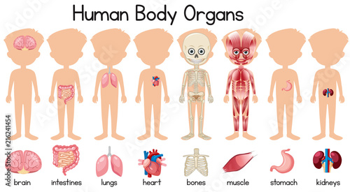 A set of human body organs
