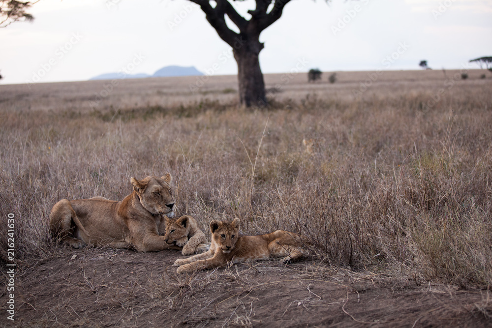 Φωτογραφία Cuccioli di leone leoncini nel parco nazionale del Serengeti in Tanzania