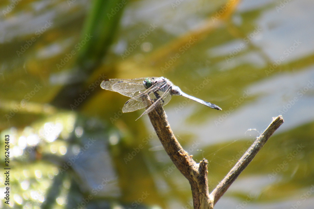 Dragonfly Dragonfly
