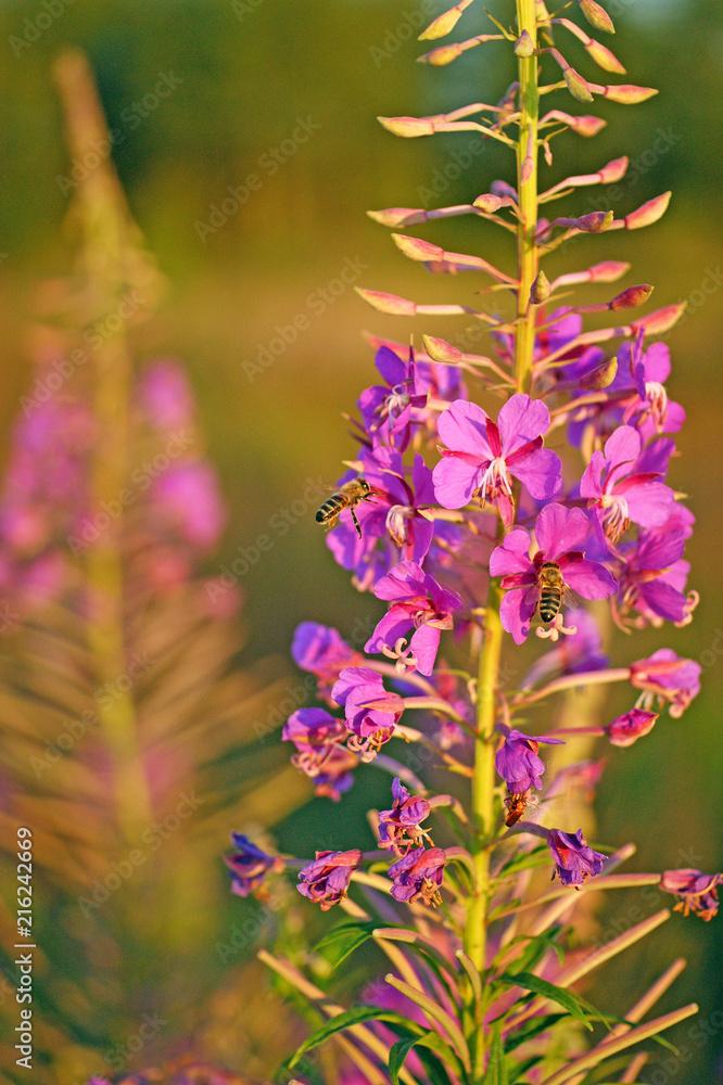 Fototapeta premium Two bees collects nectar from kiprei flowers. Blooming sally, Ivan-tea. Beautiful summer fields of Belarus