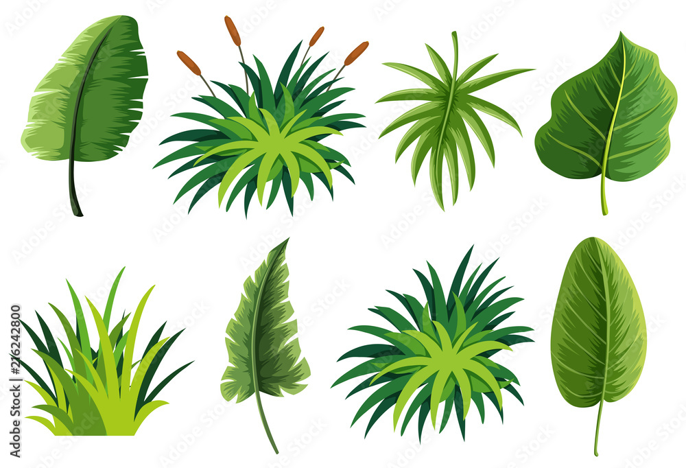 A set of nature leaf
