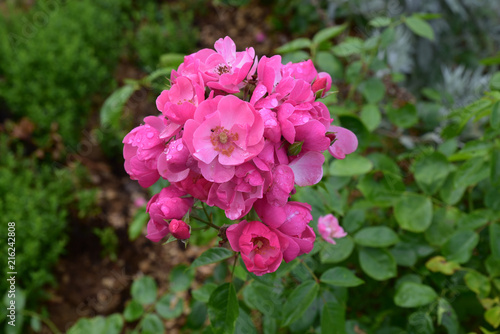 Fototapeta Naklejka Na Ścianę i Meble -  Roses anciennes au jardin