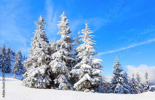 Unbelievable winter scene with snow covered forests, high mountain. New Year trees covered with soft snow.