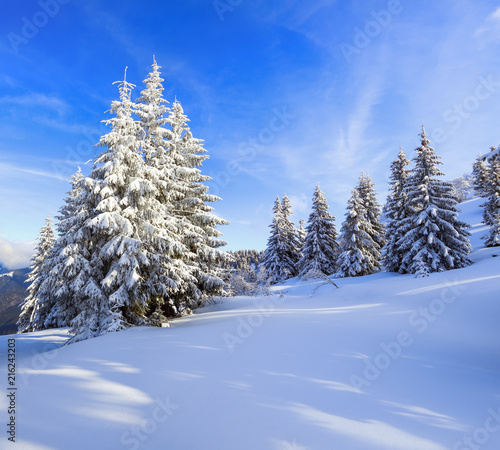 Snow covered spruce trees stand in snow swept mountain meadow under a blue winter sky. Landscape for leaflets. © Vitalii_Mamchuk