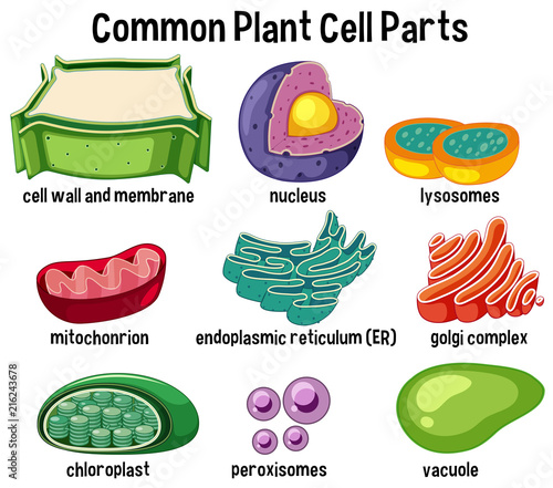 Common plant cell parts photo