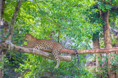 Leopard lying under the tree