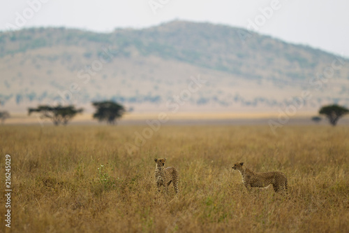 due ghepardi nella Savana