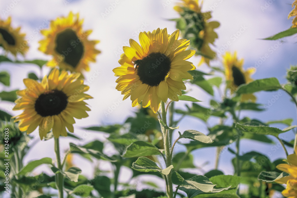 Sonnenblumen im Sonnenschein